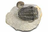 Flying Hollardops Trilobite With Gerastos - Orange Eye Facets #383223-2